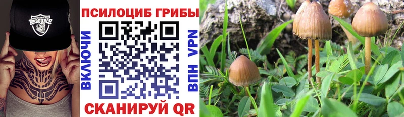 Галлюциногенные грибы мицелий  kraken зеркало  Тулун 