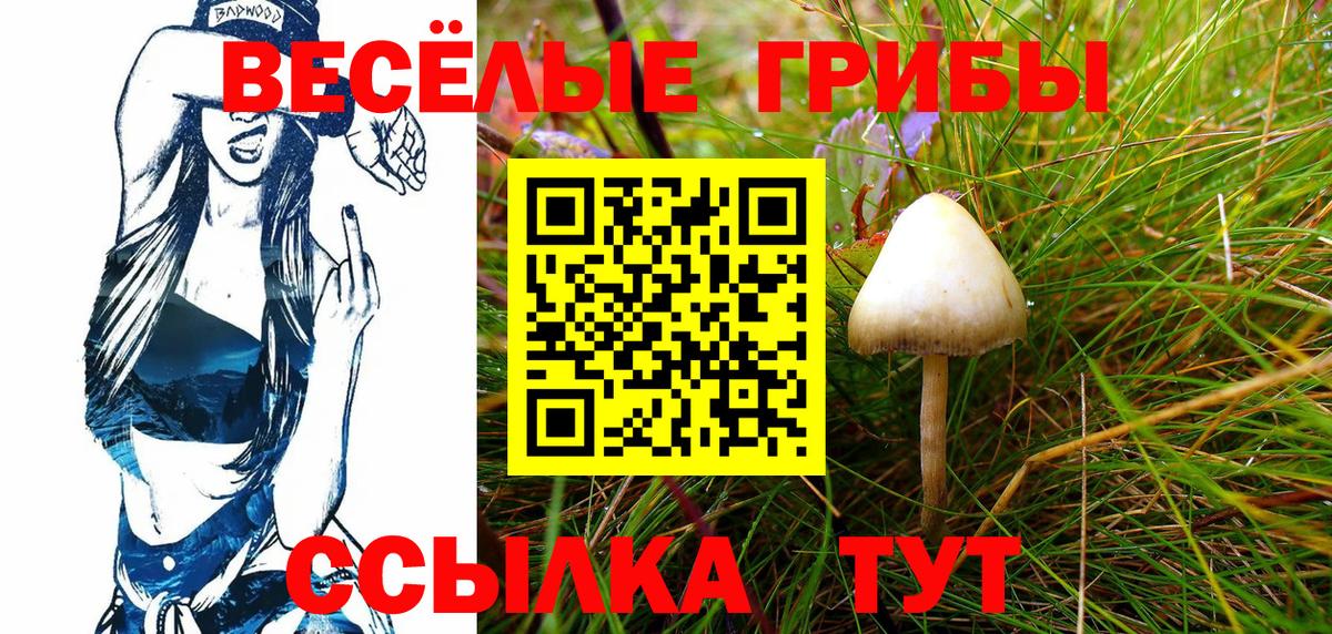 Галлюциногенные грибы Psilocybe  наркотики  Тулун  Вход с VPN  Галлюциногенные грибы прущие грибы 